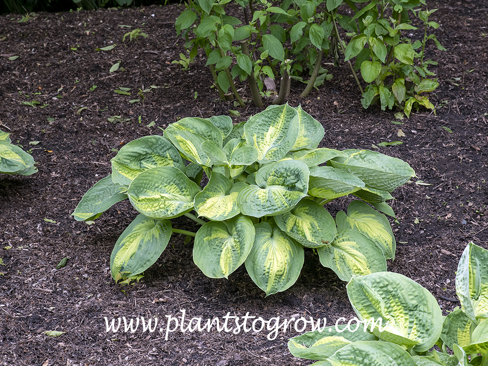 Alligator Alley Hosta
Center starts chartreuse and becomes larger and darker as the season progresses